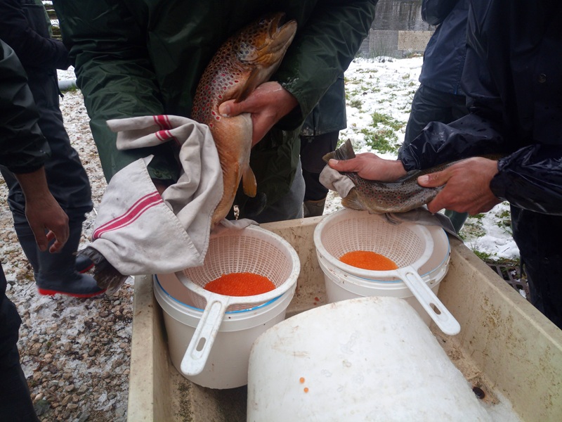 BPREA orientation Aquaculture à distance