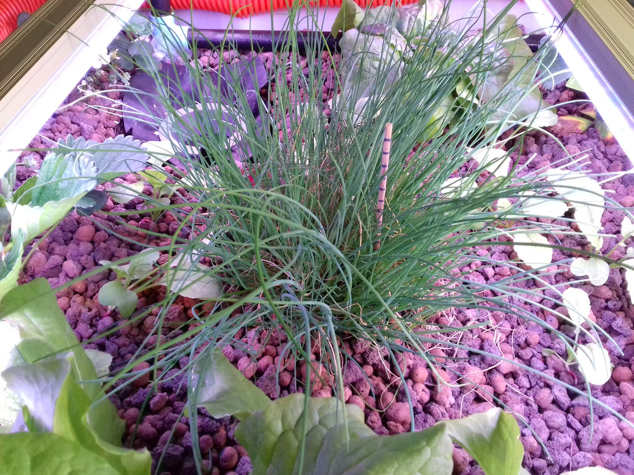 Raisonner un projet en aquaponie (BPREA-BC06 B )