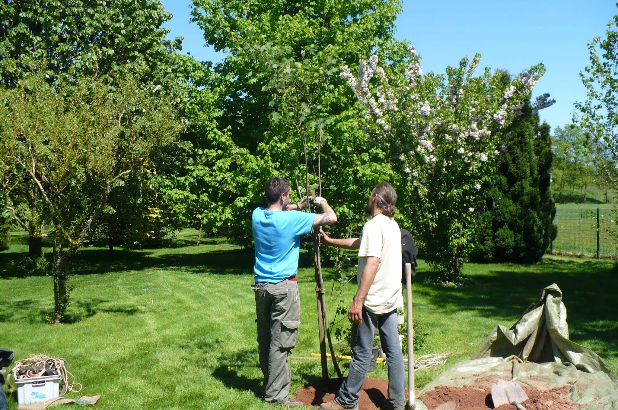 Stagiaires entrain de tailler un arbre fruitier