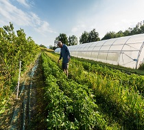 Techniques de productions maraichères