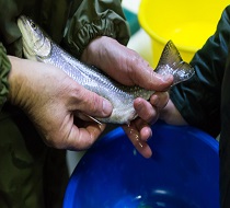 formation aquaculture au cfppa de Valdoie